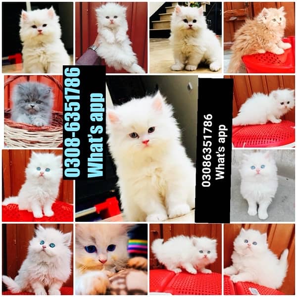 CASH ON DELIVERY (0308-6351786) Top Quality Persian kitten or cat Baby 4