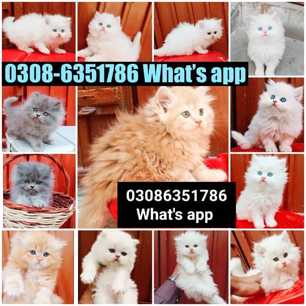 CASH ON DELIVERY (0308-6351786) Top Quality Persian kitten or cat Baby 6