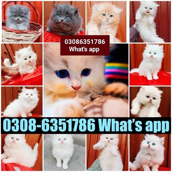 CASH ON DELIVERY (0308-6351786) Top Quality Persian kitten or cat Baby 8