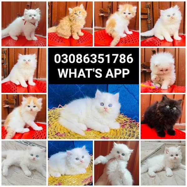 CASH ON DELIVERY (0308-6351786) Top Quality Persian kitten or cat Baby 18