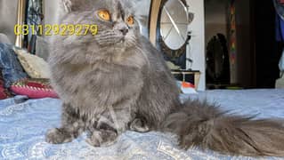 urgent selling Persian Cat with kitten please not separate kitten