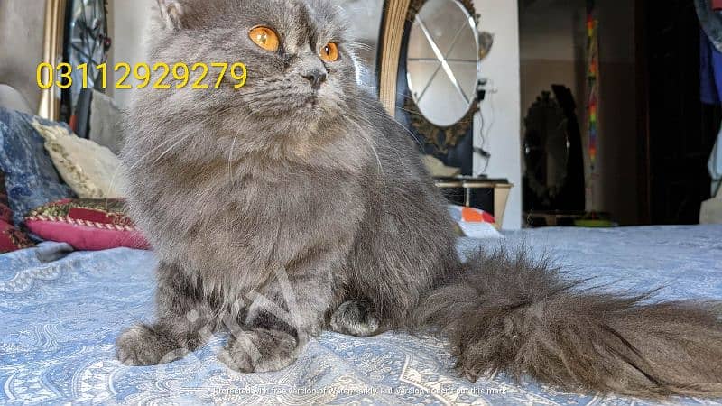 urgent selling Persian Cat with kitten please not separate kitten 0