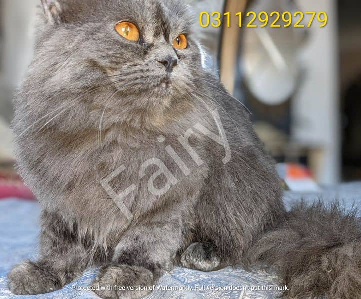 urgent selling Persian Cat with kitten please not separate kitten 1