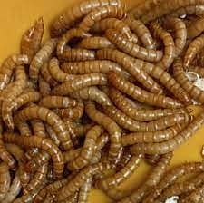 LIVE MEAL WORM USA BREED TOP QUALITY