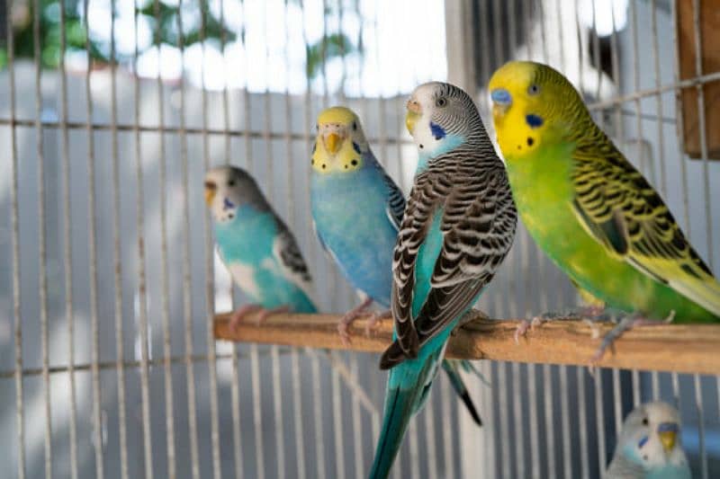 australian parrots,pair,breeder pair 0