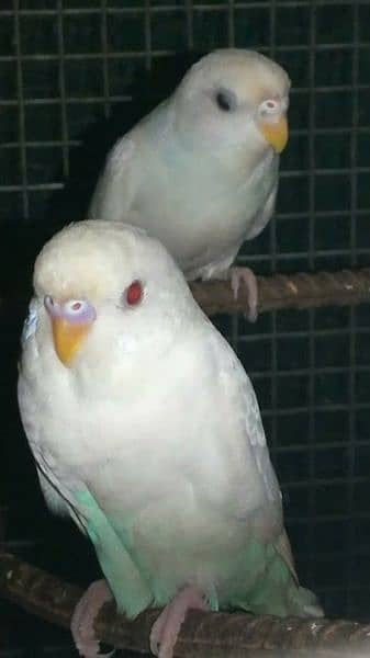 australian parrots,pair,breeder pair 1
