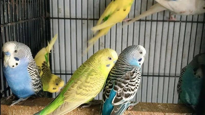 australian parrots,pair,breeder pair 2