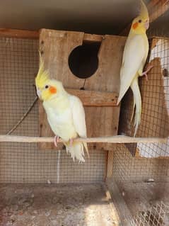 cocktail common white red eyes breeder pair