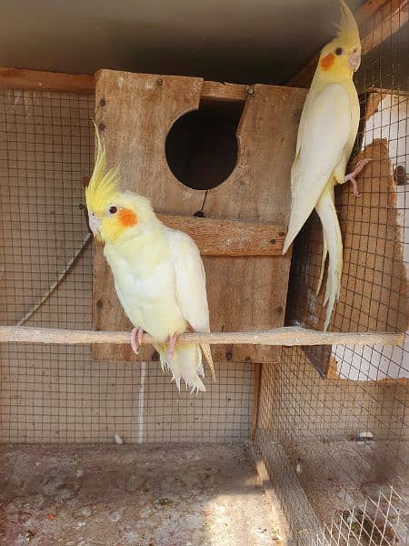 cocktail common white red eyes breeder pair 0