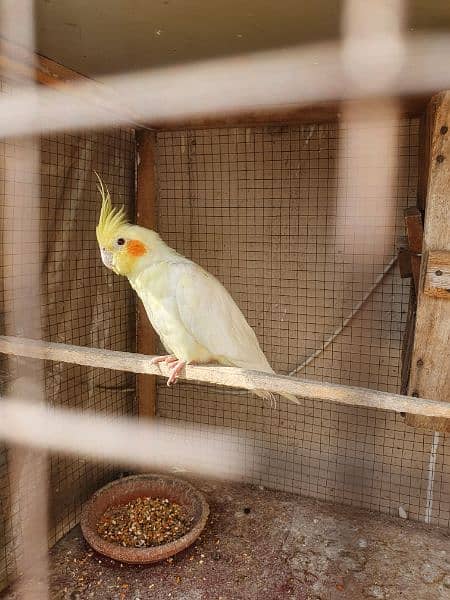 cocktail common white red eyes breeder pair 1