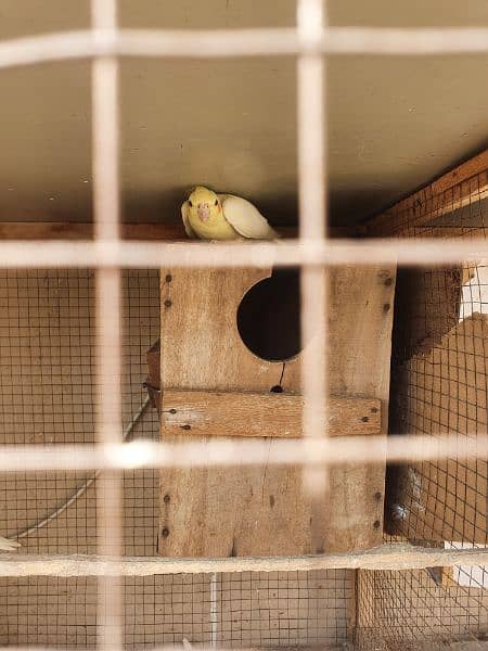 cocktail common white red eyes breeder pair 2