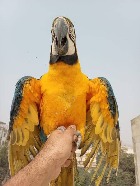 Blue&Gold macaw 1