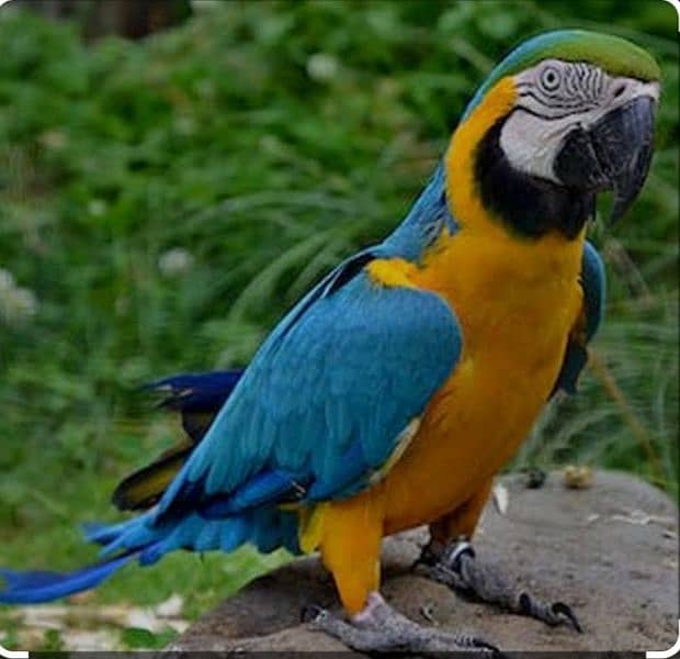 Blue&Gold macaw 2