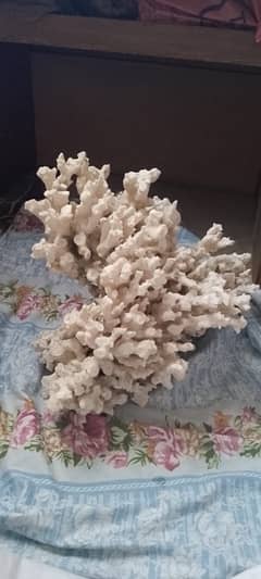 coral stone rock available for sale 0