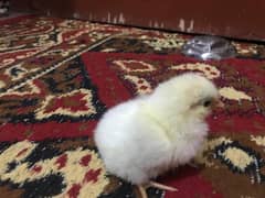 Light sussex | Australorp chicks  | ayam cemani ( Offer )