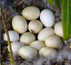 Fertile Eggs of Muscovy Duck