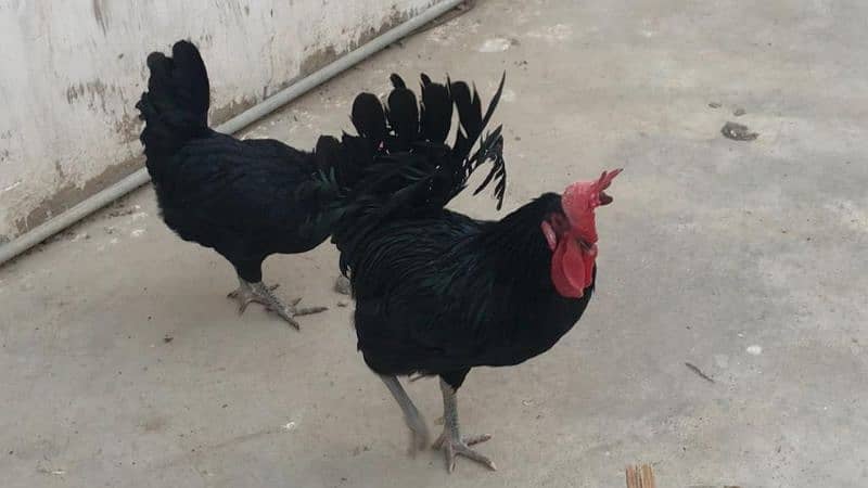 light sussex |Ayam cemani  | Australorp 7