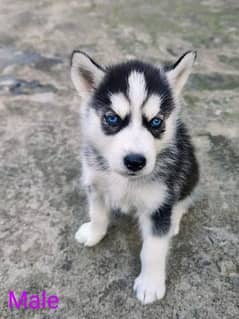 Husky for cheap sale olx