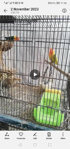 Lovebird one Yellow Fisher Female for Sale