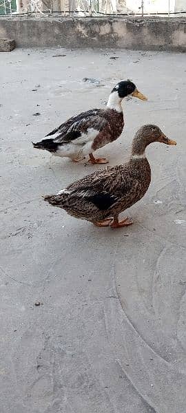 ducks for sale 0