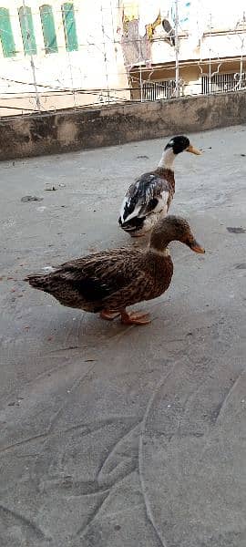 ducks for sale 1