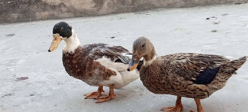 ducks for sale 3