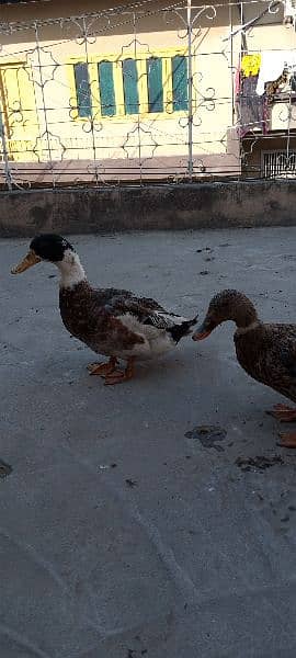 ducks 6