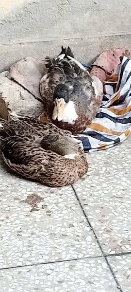 ducks for sale 7