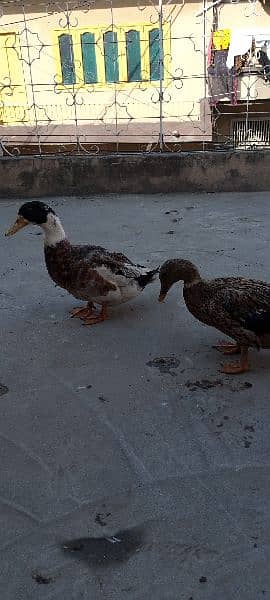 ducks for sale 8