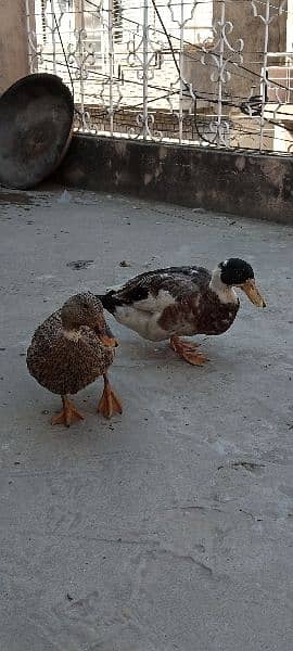 ducks for sale 9