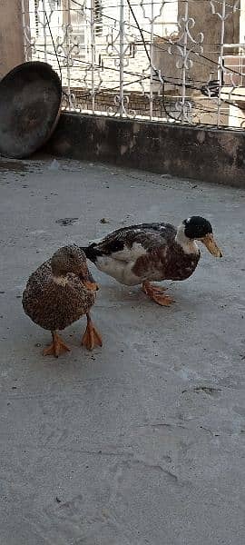 ducks 9