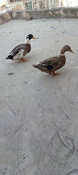 ducks for sale 10