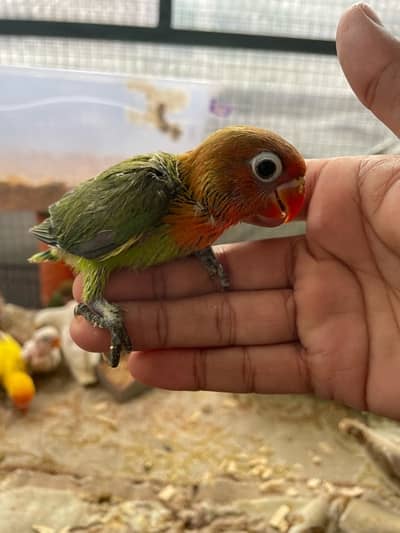 Lovebird Chicks For Handtame Albino Personata Fishers - Parrots 