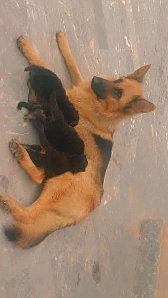 German shepherd female confirm breeder 2