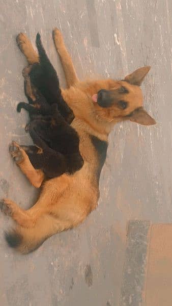 German shepherd female confirm breeder 3