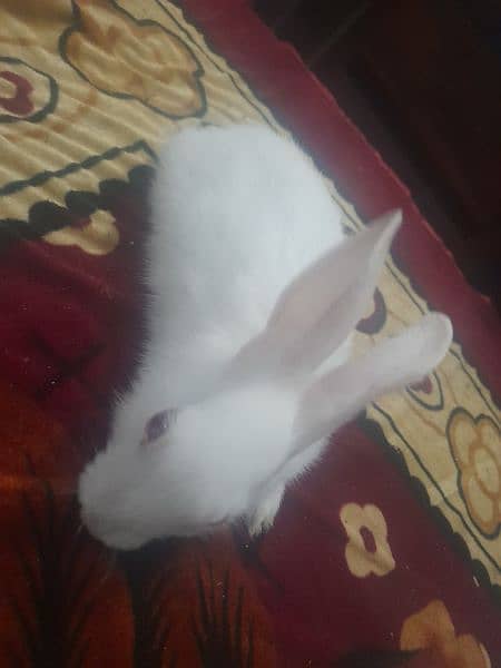 Rabbit 4