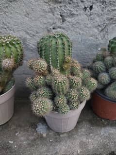 Cactus plants for sale 0