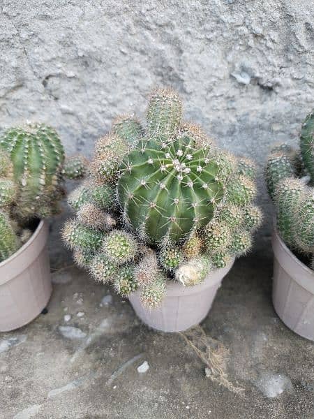 Cactus plants for sale 1