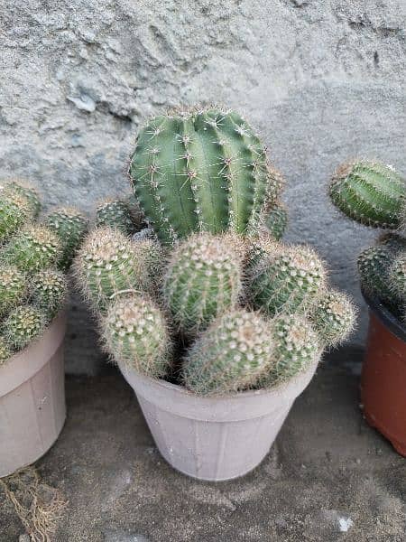 Cactus plants for sale 2