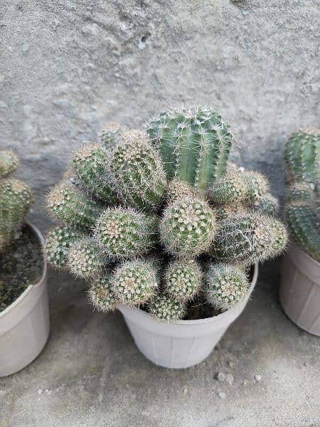 Cactus plants for sale 3
