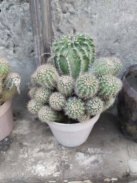 Cactus plants for sale 4