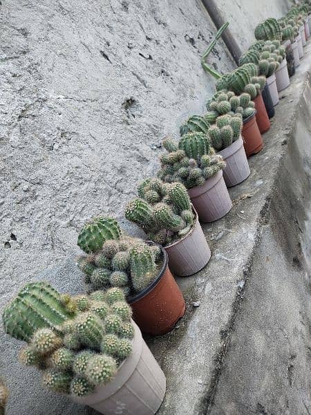 Cactus plants for sale 5