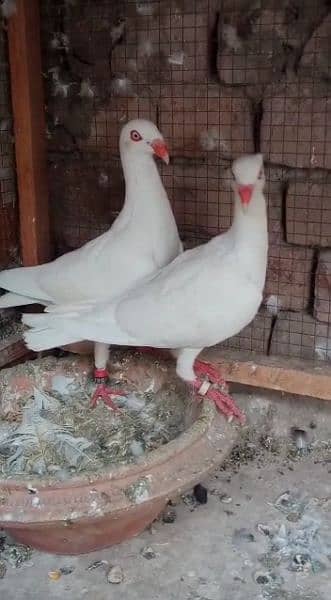 Danish Breeder pair (Ring Bird)