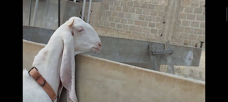 gulabi goat bakri fresh 4 daant over 4.5 months guaranteed gabban 0