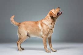 Labrador retriever pure original genuine dogs for sale