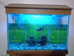 Aquarium | Fish Aquarium | Fish Tank