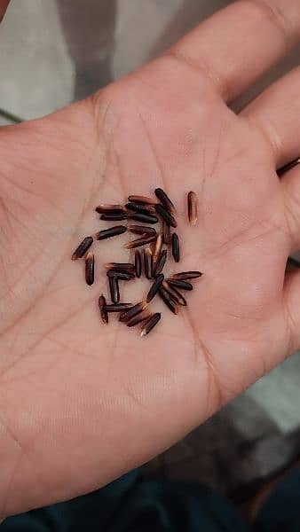 Black Rice Seed