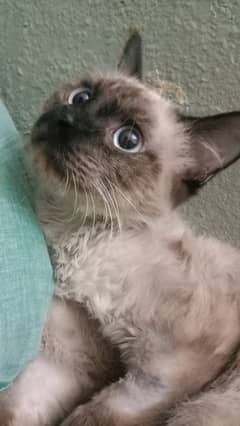 Siamese male kitten is looking for loving and caring forever home