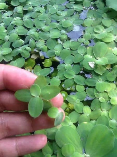 aquatic and ponds plants 3