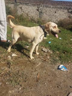 Labrador dog for sale